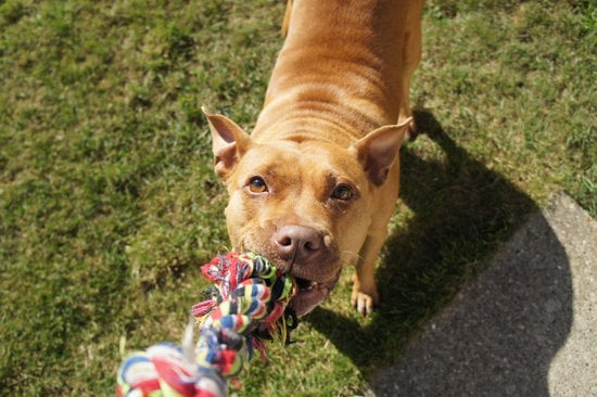 Dog Rope Toy