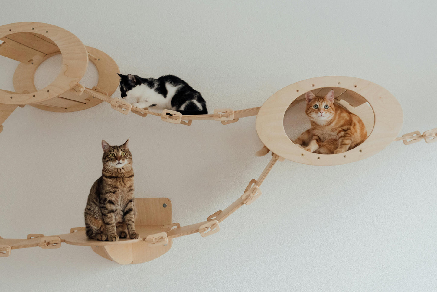 Cat Wall Bridge